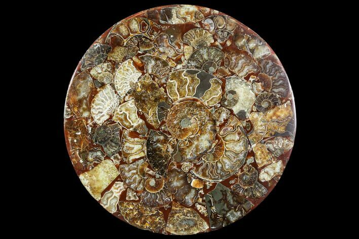 Composite Plate Of Agatized Ammonite Fossils #107333